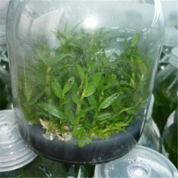 c(din)鿴ԔϢ}Herba Dendrodii Pot Seedlings xΔ2115